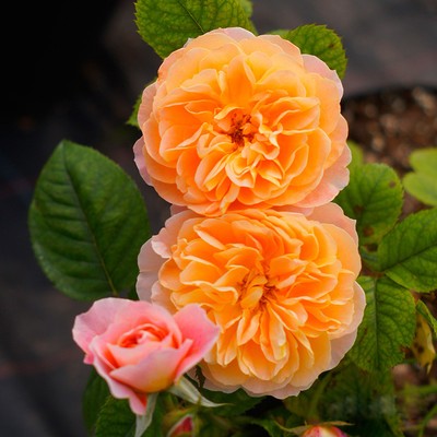 New Beautiful 100pcs Orange Climbing Rose Seeds ...