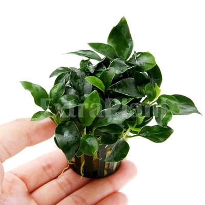 Anubias nana barteri 'PETITE' - Rare Live ...