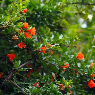 Dwarf Pomegranate Punica granatum nana Live Plant ...