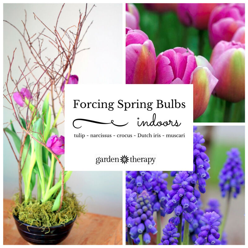 Home forcing flower bulbs is a hobby that gets the spring garden started right in your living room. You can choose vinta