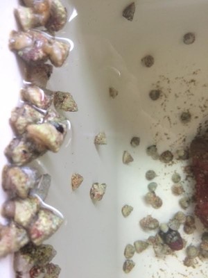 25 TURBO ASTRAE SNAILS - ALGAE CLEAN ...