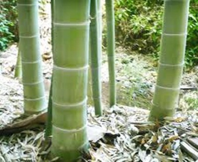 40 Moso Bamboo Seeds Phyllostachys Edulis Giant ...