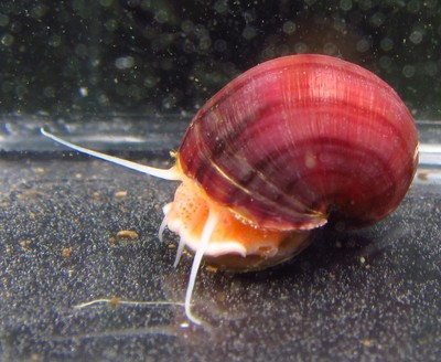 Magenta Mystery Snail Live Freshwater Aquarium Snails