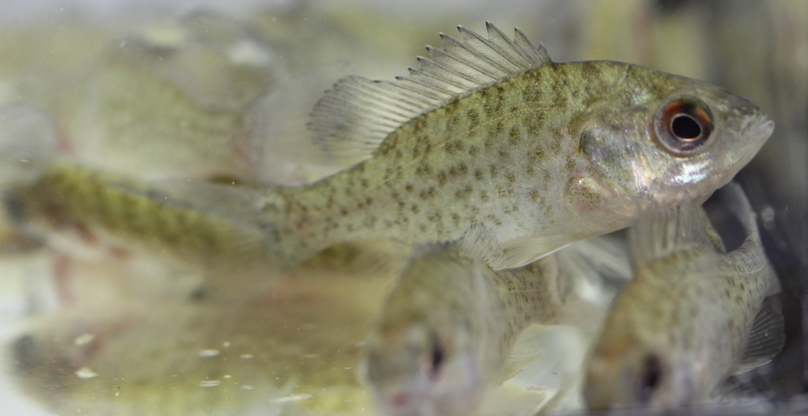 Live red ear sunfish sm. for fish ...