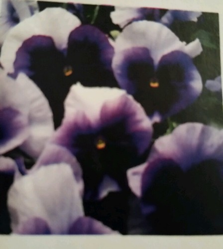 Viola Swiss Giant Pansy Beaconsfield Flower Seeds