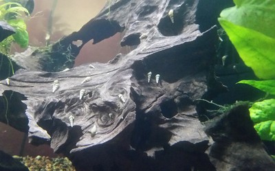 25+ Malaysian Trumpet Snails for Live Freshwater ...
