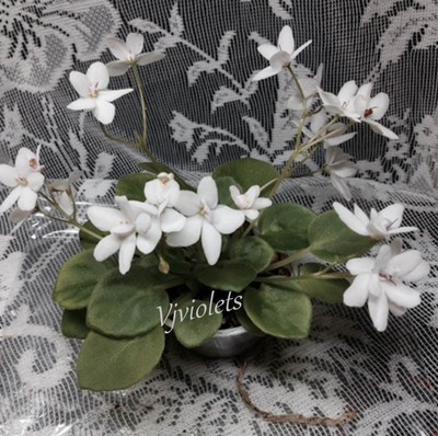 African Violet *BROADWAY STAR* Starter plant - ...