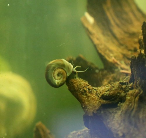 20 Live Feeder / Cleaner Ramshorn Snails ...