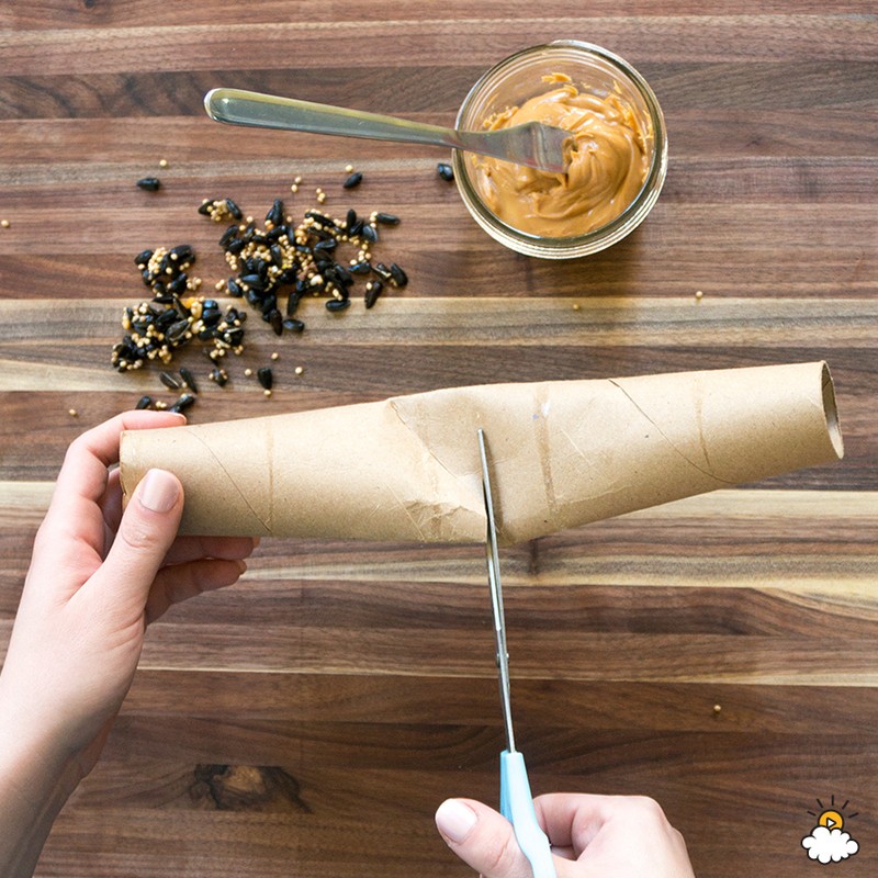 Transform A Paper Towel Roll Into A Bird Feeder In Minutes eBay