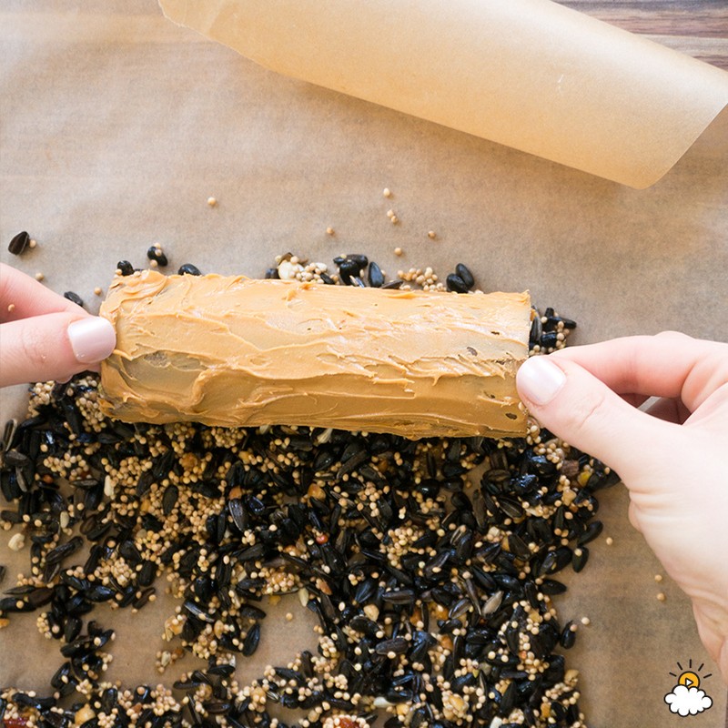 Transform A Paper Towel Roll Into A Bird Feeder In Minutes eBay