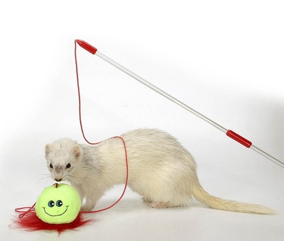 MARSHALL PET FERRET TEASER WAND TOY 1 ...