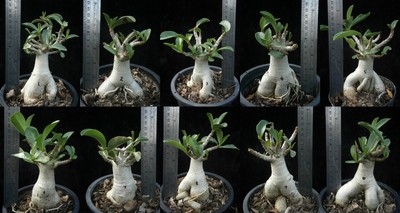 Adenium Arabicum Thai Soco PETCH-BAN-NA or PBN ...