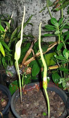 2 Bulbs AMORPHOPHALLUS LINEARIS Aroid Plant + ...