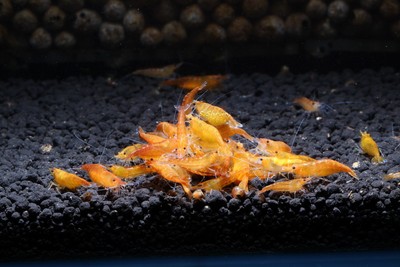 10+1 Orange Sakura Live Aquarium Shrimp Neocaridina