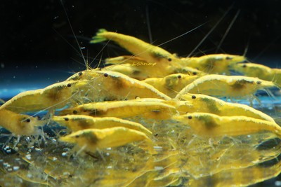 10+1 Neon Yellow Live Aquarium Shrimp Neocaridina