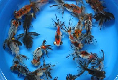 Calico Butterfly Tail Live Goldfish sm. for ...