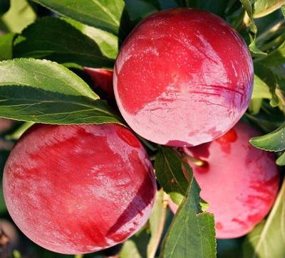 SWEET & TASTY AMERICAN PLUM TREE POTTED ...