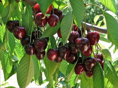 Sweet Cherry (Mazzard Cherry) Prunus avium, Tree ...