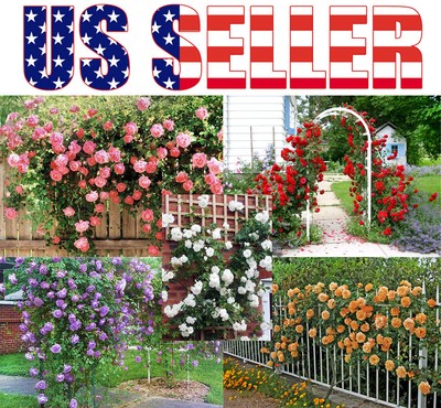 Climbing Rose Seeds Fragrant Red Pink White ...