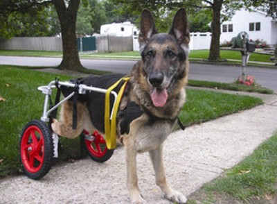 Dog Wheelchair Large Puppy Cart Best Friend ...