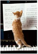 Postkarte Tierpostkarte Postcard * Katze musiziert auf Klavier