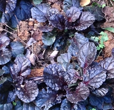 Purple Ajuga Black Scallop 10 Live Plants ...