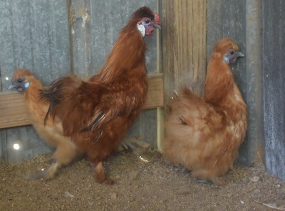 10 Red Silkie Bantam Fertile Hatching Eggs