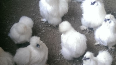 12+ white,  bearded SQ silkie hatching ...