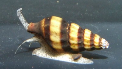 6 Assassin Snails Live Freshwater Aquarium Snail