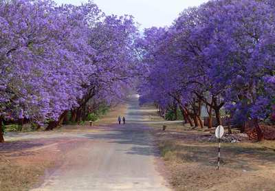 Blue Jacaranda, Jacaranda Mimosifolia, Tree Seeds (Spectacular ...