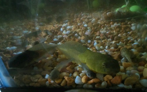 10 bullfrog tadpoles koi pond algae clean ...
