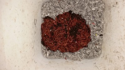 1 Lb, RED WIGGLER WORMS (1200) 100% ...