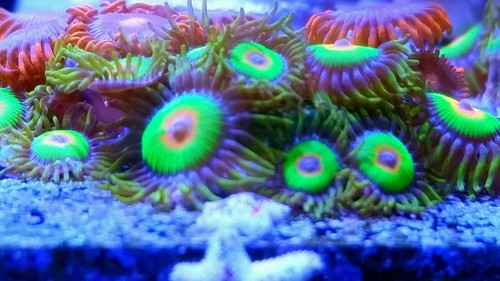 RASTA Zoanthids 15 Polyp Frag Live Coral-