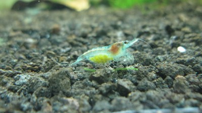 1 LIVE BLUE VELVET SHRIMP + FREE ...