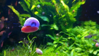 5+ Live Red Ramshorn Snails PLANT SAFE, ...