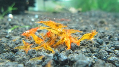 6 TANGERINE TIGER SHRIMP + FREE FOOD ...