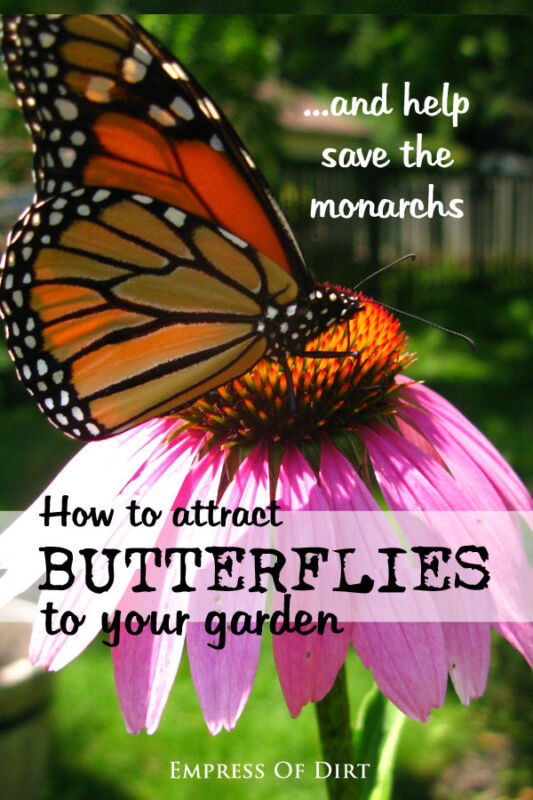 How to attract butterflies to your gaden and help save the monarchs