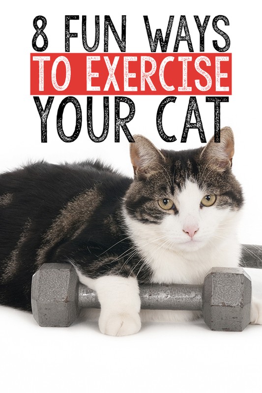8 Fun Ways to Exercise Your Cat eBay
