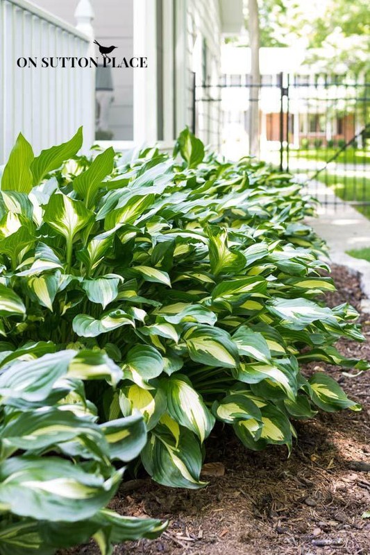 5 MustHave Perennials eBay