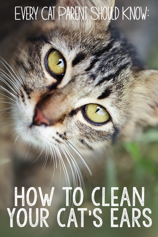 Every Cat Parent Should Know How to Clean Your Cat’s Ears eBay