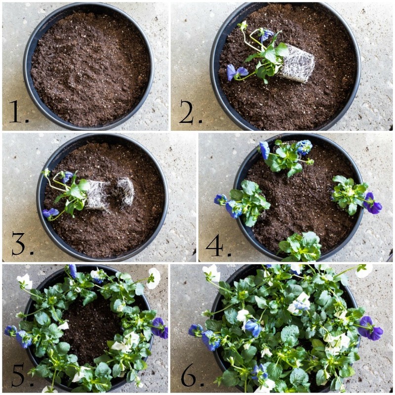 Container Gardening for Beginners Flowers eBay