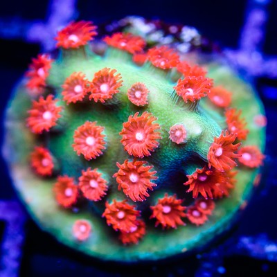 WWC Jingle Bells Cyphastrea ~ Live Coral ...