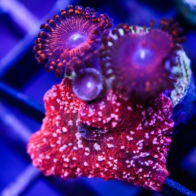 Crazy Shroom and Metal Reds ~ WYSIWYG ...
