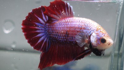 live Tropical Fish-Halfmoon Plakat  betta H64