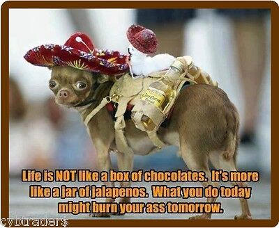 Funny Chihuahua Dog Life Is Not Refrigerator ...