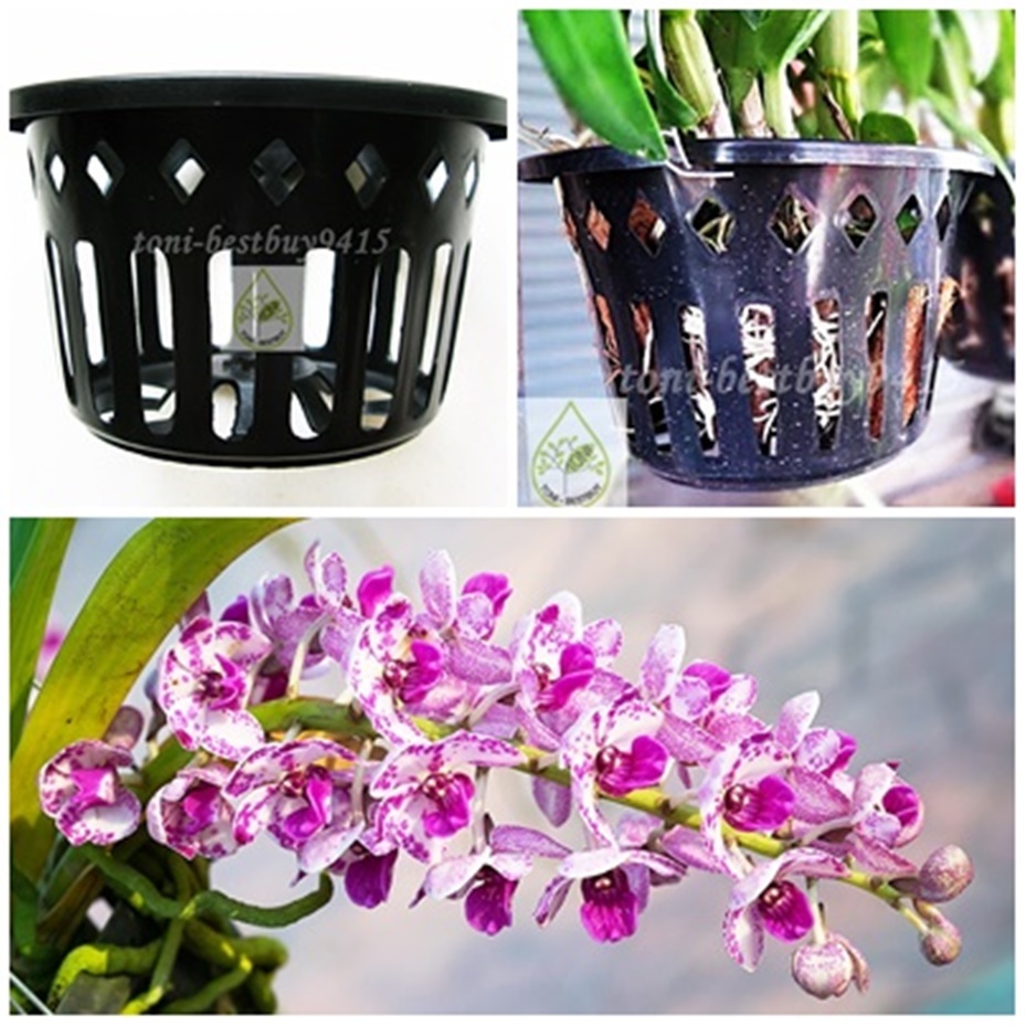 Vanda Orchid Mesh Net Pot Basket Cup 6" Round Hanging Phalaenopsis