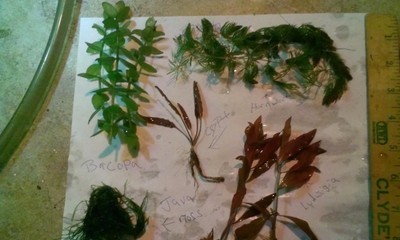 Aquarium plant package #2 easy live plants ...