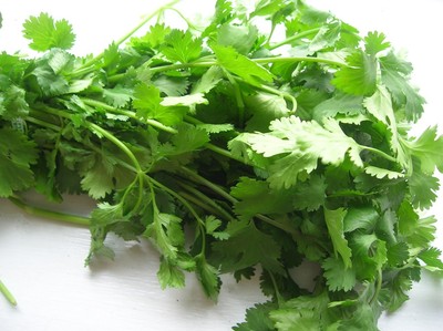 FRESH CILANTRO SEEDS HERB GARDEN 20 SEEDS ...