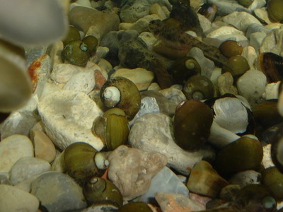 25 Olive nerite snails Free shipping!