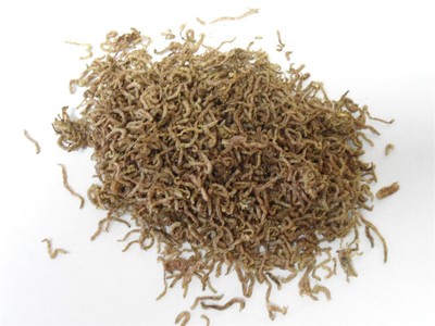 1/4 Lb. FREEZE DRIED BLOODWORMS - Tropical ...